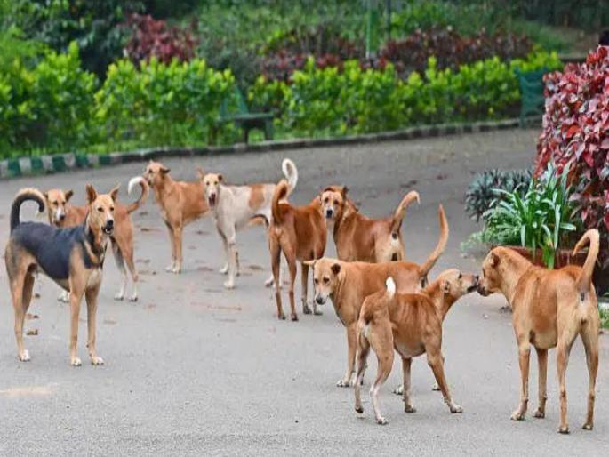 Stray dogs attack toddler; 5-year-old boy seriously injured, incident in Ambegaon | चिमुकल्यावर भटक्या कुत्र्यांचा जीवघेणा हल्ला; ५ वर्षीय मुलगा गंभीर जखमी, आंबेगावातील घटना Stray dogs attack toddler; 5-year-old boy seriously injured, incident in Ambegaon | चिमुकल्यावर भटक्या कुत्र्यांचा जीवघेणा हल्ला; ५ वर्षीय मुलगा गंभीर जखमी, आंबेगावातील घटना