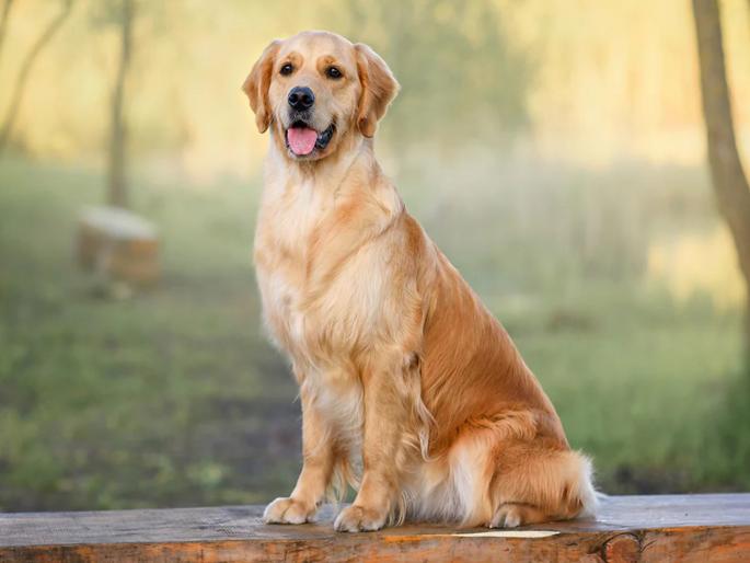 Dog deliberately released; 9-year-old girl attacked in society; Case registered against owner | जाणीवपूर्वक कुत्र्याला मोकळे सोडले; ९ वर्षाच्या मुलीवर सोसायटीत हल्ला; मालकाविरुद्ध गुन्हा दाखल Dog deliberately released; 9-year-old girl attacked in society; Case registered against owner | जाणीवपूर्वक कुत्र्याला मोकळे सोडले; ९ वर्षाच्या मुलीवर सोसायटीत हल्ला; मालकाविरुद्ध गुन्हा दाखल