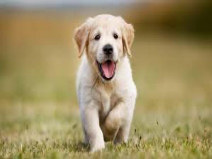 Demanded a ransom of Rs 50,000 under the pretext of buying a dog; Three friends arrested | कुत्रा विकत घेण्याच्या बहाण्याने मागितली ५० हजारांची खंडणी; तिघा मित्रांना अटक Demanded a ransom of Rs 50,000 under the pretext of buying a dog; Three friends arrested | कुत्रा विकत घेण्याच्या बहाण्याने मागितली ५० हजारांची खंडणी; तिघा मित्रांना अटक