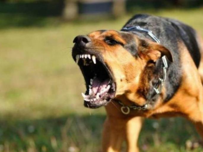every year 18 deaths Rabies due to unconcious about rabies | दुर्लक्षामुळे रेबिजने दरवर्षी होतात १८ मृत्यू