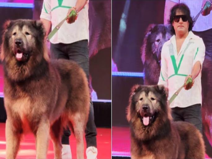 Indian man buys world's most expensive dog, costs just Rs 50 crore, this is its specialty | भारतीय व्यक्तीने खरेदी केला जगातील सर्वात महागडा कुत्रा, किंमत अवघी ५० कोटी, अशी आहे त्याची खासियत 