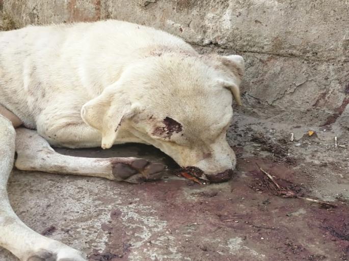 Annoying! The dog stabbed the drug addict to death | संतापजनक ! नशेखोराने मारलेल्या चाकूचा घाव वर्मी बसून कुत्री ठार