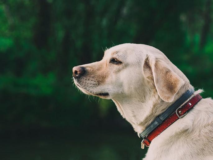 Quarrel of the elders; The poor dog's life was lost in Aurangabad | भांडण मोठ्यांचे; जीव गेला बिचाऱ्या कुत्रीचा, फावड्याचा घाव वर्मी लागला Quarrel of the elders; The poor dog's life was lost in Aurangabad | भांडण मोठ्यांचे; जीव गेला बिचाऱ्या कुत्रीचा, फावड्याचा घाव वर्मी लागला
