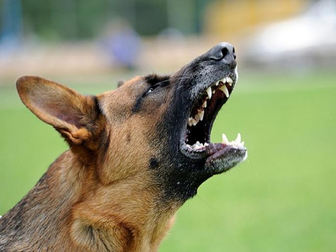 Oh my God! 34 people are bitten by stray dogs every day in Chhatrapati Sambhajinagar | बापरे! छत्रपती संभाजीनगरात रोज ३४ जणांना मोकाट कुत्र्यांचा चावा, अशी घ्या काळजी... Oh my God! 34 people are bitten by stray dogs every day in Chhatrapati Sambhajinagar | बापरे! छत्रपती संभाजीनगरात रोज ३४ जणांना मोकाट कुत्र्यांचा चावा, अशी घ्या काळजी...