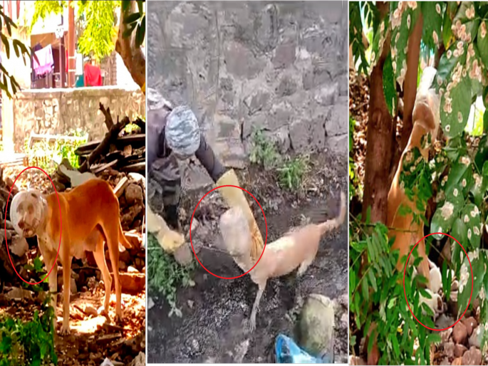 Finally, she is the mother! Heads stuck in the jar, the dog fed the chicks even when she were dead! | शेवटी ती आईच! बरणीत मुंडके अडकले, जीव कासावीस असतानाही कुत्रीने पिलांना पाजला पान्हा Finally, she is the mother! Heads stuck in the jar, the dog fed the chicks even when she were dead! | शेवटी ती आईच! बरणीत मुंडके अडकले, जीव कासावीस असतानाही कुत्रीने पिलांना पाजला पान्हा