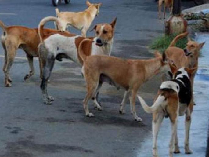 Modern care center for stray dogs opens in Chhatrapati Sambhajinagar; Sterilization and rabies vaccination will also be done daily | छत्रपती संभाजीनगरात भटक्या श्वानांसाठी अद्ययावत काळजी केंद्र सुरू; दररोज नसबंदी, रेबिज लसीकरणही होणार