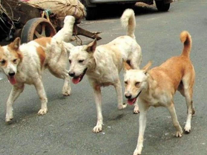Shocking! 9 dogs, including four puppies, died after being fed poisoned bread and biscuits | विकृतांची क्रूरता! विष लावून ब्रेड, बिस्किट खाऊ घातली; चार पिल्लांसह ९ श्वानांचा तडफडून मृत्यू Shocking! 9 dogs, including four puppies, died after being fed poisoned bread and biscuits | विकृतांची क्रूरता! विष लावून ब्रेड, बिस्किट खाऊ घातली; चार पिल्लांसह ९ श्वानांचा तडफडून मृत्यू