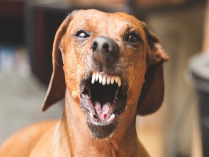 Twenty-two people got bitten by dogs who had been beaten up | तब्बल २० जणांना पिसाळलेल्या कुत्र्यानं घेतला चावा Twenty-two people got bitten by dogs who had been beaten up | तब्बल २० जणांना पिसाळलेल्या कुत्र्यानं घेतला चावा