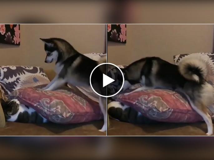 cat and dog fighting video goes viral on internet | कुत्र्या-मांजराचा फाईट वातावरण टाईट, पाहा कोण जिंकलं? शेवट झाला भयानक cat and dog fighting video goes viral on internet | कुत्र्या-मांजराचा फाईट वातावरण टाईट, पाहा कोण जिंकलं? शेवट झाला भयानक