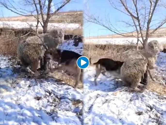 dog amazing trick to save sheep video goes viral on internet | Viral Video: मेंढीला वाचवण्यासाठी कुत्र्याने केल्या गुदगुल्या, व्हिडिओ पाहुन पोट धरुन हसाल अन् व्हाल भावुक dog amazing trick to save sheep video goes viral on internet | Viral Video: मेंढीला वाचवण्यासाठी कुत्र्याने केल्या गुदगुल्या, व्हिडिओ पाहुन पोट धरुन हसाल अन् व्हाल भावुक
