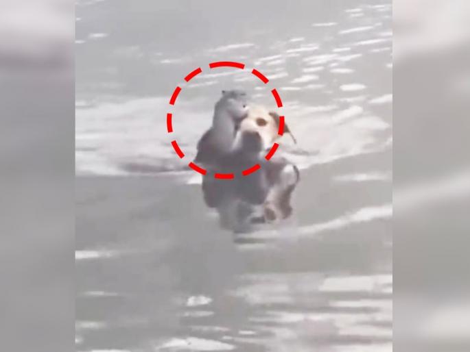 dog saves life of squirrel from drowning in river water video goes viral on internet | Viral Video: कुत्र्यानं खारुताईचा जीव वाचवण्यासाठी मारली नदीत उडी, पुढे जे झालं ते पाहुन डोळे पाणावतील dog saves life of squirrel from drowning in river water video goes viral on internet | Viral Video: कुत्र्यानं खारुताईचा जीव वाचवण्यासाठी मारली नदीत उडी, पुढे जे झालं ते पाहुन डोळे पाणावतील