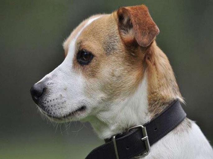 An Army officer died while trying to save his dog during a fire incident in the Gulmarg area of Baramulla district of Jammu and Kashmir pda | लष्कराच्या अधिकाऱ्याने मुक्या प्राण्यासाठी आपला जीव घातला धोक्यात 