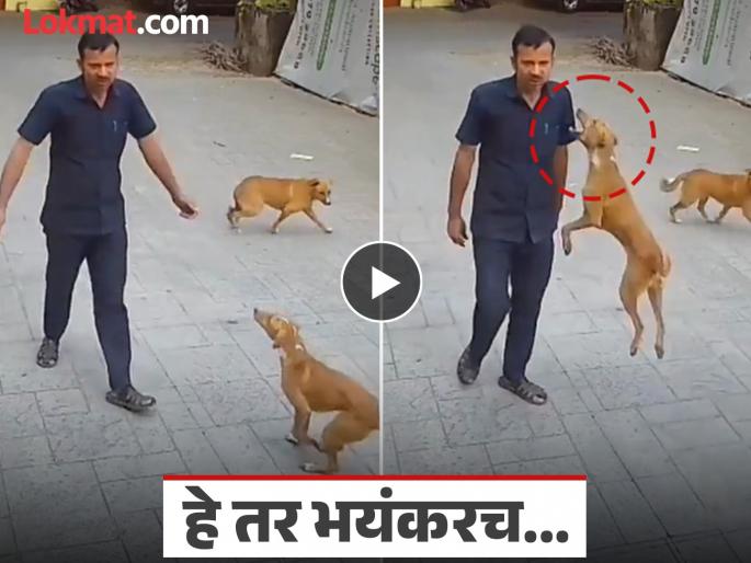 Dog Attack Mumbai: Leaping like a leopard and grabbing the shoulder in its jaws; Stray dog attacks security guard in Mumbai, watch video | Dog Attack Mumbai: बिबट्यासारखी उडी आणि खांदा पकडला जबड्यात; मुंबईत भटक्या कुत्र्याचा सुरक्षारक्षकावर हल्ला, Video पहा