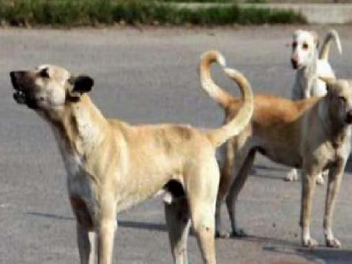 The terror of stray dogs in Satara, a woman walking was attacked | साताऱ्यात भटक्या श्वानांची दहशत, चालत निघालेल्या महिलेवर केला हल्ला  The terror of stray dogs in Satara, a woman walking was attacked | साताऱ्यात भटक्या श्वानांची दहशत, चालत निघालेल्या महिलेवर केला हल्ला