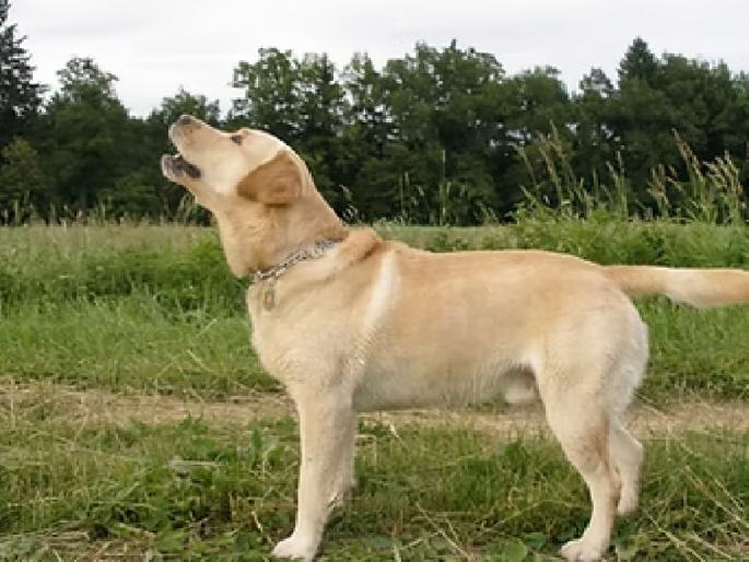 Youth attacked over misunderstanding of leaving dogs at home, crime against father in Sangli | कुत्रे अंगावर सोडल्याच्या गैरसमजातून तरुणावर हल्ला, सांगलीत बापलेकावर गुन्हा Youth attacked over misunderstanding of leaving dogs at home, crime against father in Sangli | कुत्रे अंगावर सोडल्याच्या गैरसमजातून तरुणावर हल्ला, सांगलीत बापलेकावर गुन्हा