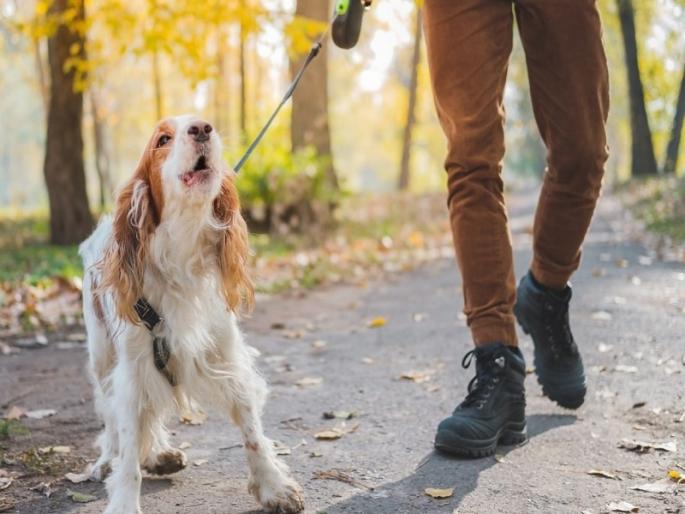 Abusing a dog stab from a misunderstanding pimpri chinchwad crime pune latest crime | Pimpri Chinchwad | कुत्र्याला शिवीगाळ करणे पडले महागात; गैरसमजातून कोयत्याने वार