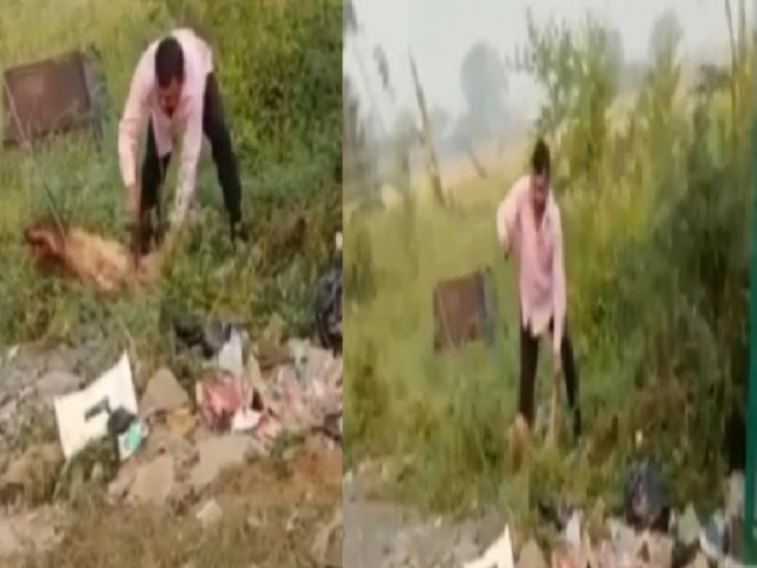 Angry father cuts off dog's legs for biting his son in Gwalior, files complaint in police | मुलाला चावल्याचा राग; संतापलेल्या बापाने कापले कुत्र्याचे पाय, पोलिसांत तक्रार दाखल Angry father cuts off dog's legs for biting his son in Gwalior, files complaint in police | मुलाला चावल्याचा राग; संतापलेल्या बापाने कापले कुत्र्याचे पाय, पोलिसांत तक्रार दाखल