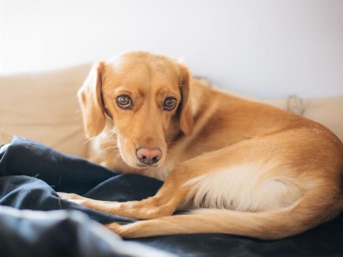 A surgery was underway at the hospital when a false ceiling collapsed and a dog fell into the operation theater, after which... | रुग्णालयात सुरू होती शस्त्रक्रिया तेवढ्यात फॉल्स सिलिंग तुटून ऑपरेशन थिएटरमध्ये पडला कुत्रा, त्यानंतर...  