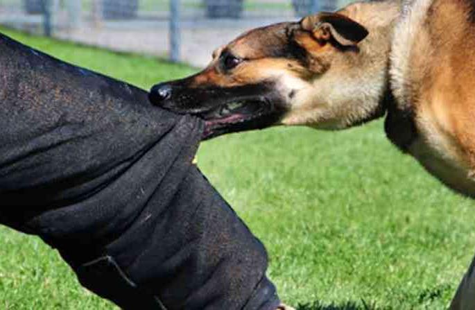 Bite seven people taken by a drunk dog at Motala-Borachedi. | मोताळा-बोराखेडी येथे पिसाळलेल्या कुत्र्याने घेतला सात जणांना चावा! Bite seven people taken by a drunk dog at Motala-Borachedi. | मोताळा-बोराखेडी येथे पिसाळलेल्या कुत्र्याने घेतला सात जणांना चावा!