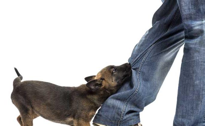 Mokat dog attack on health department staff | आरोग्य विभागातील कर्मचाऱ्यांवर मोकाट कुत्र्याचा हल्ला