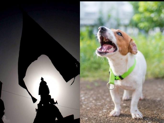 A dog attacked an elderly devotee walking to Pandharpur Wari | पांडुरंगासाठी पंढरीला पायी निघालेल्या वृद्ध वारकऱ्यावर कुत्र्याचा हल्ला A dog attacked an elderly devotee walking to Pandharpur Wari | पांडुरंगासाठी पंढरीला पायी निघालेल्या वृद्ध वारकऱ्यावर कुत्र्याचा हल्ला