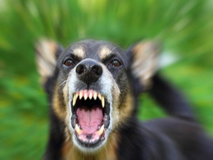 Dog Attack on senior citizen amd student in school area | शाळेच्या आवारात घुसुन पिसाळलेल्या कुत्र्याचा विद्यार्थी,नागरिकांवर हल्ला Dog Attack on senior citizen amd student in school area | शाळेच्या आवारात घुसुन पिसाळलेल्या कुत्र्याचा विद्यार्थी,नागरिकांवर हल्ला
