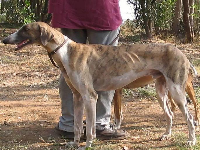 Mudhol Hound dogs now used in Border Security Force PM praised them in Mann Ki Baat | सीमा सुरक्षा दलात आता 'मुधोळ हाऊंड' श्वानांचा वापर; पंतप्रधानांनी 'मन की बात'मध्ये केले होते कौतुक