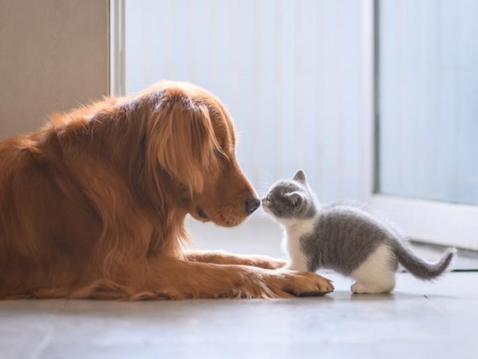 Do you have a pet at home, then have you obtained a permit from the municipality? | घरात पाळीव प्राणी आहे, मग पालिकेचा परवाना घेतलाय का? Do you have a pet at home, then have you obtained a permit from the municipality? | घरात पाळीव प्राणी आहे, मग पालिकेचा परवाना घेतलाय का?