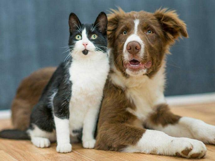 if bitten by a monkey or cat, don't ignore it health update news pune latest news | भावा, माकड, मांजर चावले तर दुर्लक्ष नको करू if bitten by a monkey or cat, don't ignore it health update news pune latest news | भावा, माकड, मांजर चावले तर दुर्लक्ष नको करू