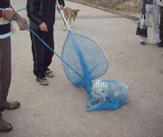 Feinted of dogs to the Corporation team | मनपाच्या पथकाला श्वानांची हुलकावणी Feinted of dogs to the Corporation team | मनपाच्या पथकाला श्वानांची हुलकावणी