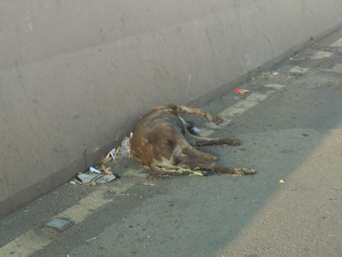 Travel under heavy smell on CIDCO's flyover at Aurangabad | औरंगाबाद येथील सिडकोच्या उड्डाणपुलावरून नाक दाबून प्रवास