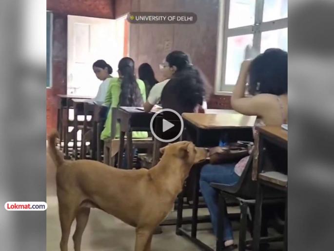 trending video dog enters in girls class room enjoys confident walk in full packed class | VIDEO: स्वॅग..!! मुलींच्या वर्गात अचानक शिरला कुत्रा; बिनधास्तपणे चालत आत आला अन् मग... trending video dog enters in girls class room enjoys confident walk in full packed class | VIDEO: स्वॅग..!! मुलींच्या वर्गात अचानक शिरला कुत्रा; बिनधास्तपणे चालत आत आला अन् मग...