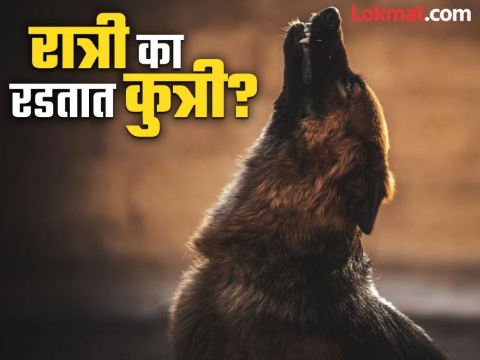 Reason why dogs weeping at night? you should know | रात्री कुत्री जोरजोरात का रडतात? तुम्हालाही माहीत नसेल याचं कारण, आता जाणून घ्या!