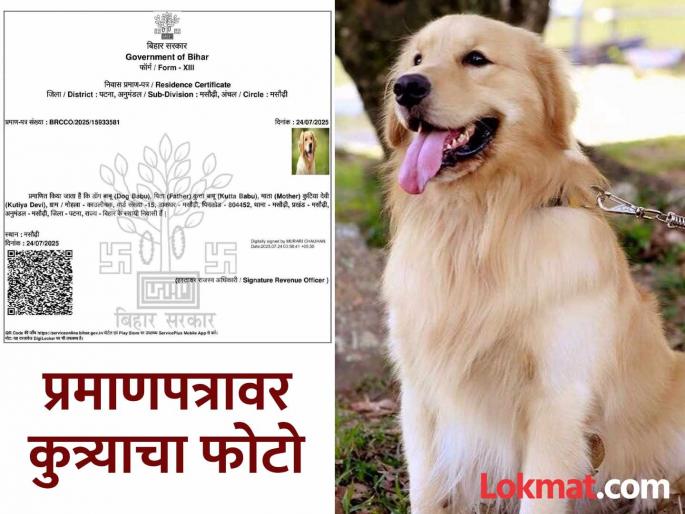 It's amazing to hear! Name is Dog Babu, father is Kutta Babu and mother is Kutiya Devi; Residence certificate made for the dog | ऐकावं ते नवलच! नाव डॉग बाबू, वडील कुत्ता बाबू अन् आई कुटिया देवी; कुत्र्यासाठी बनवले रहिवासी प्रमाणपत्र It's amazing to hear! Name is Dog Babu, father is Kutta Babu and mother is Kutiya Devi; Residence certificate made for the dog | ऐकावं ते नवलच! नाव डॉग बाबू, वडील कुत्ता बाबू अन् आई कुटिया देवी; कुत्र्यासाठी बनवले रहिवासी प्रमाणपत्र