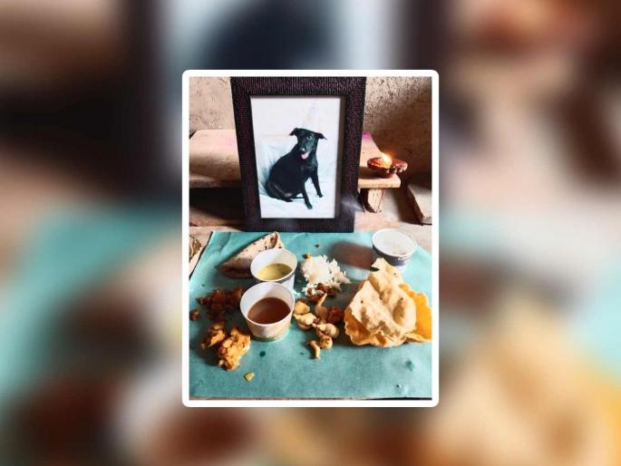 How to forget 'her'? Memories kept on Akshaya Tritiya by placing a leaf on the ruby dog | 'तिला' विसरून कसे चालणार? अक्षय्य तृतीयेला रुबी श्वानाला पान ठेवून जपल्या आठवणी How to forget 'her'? Memories kept on Akshaya Tritiya by placing a leaf on the ruby dog | 'तिला' विसरून कसे चालणार? अक्षय्य तृतीयेला रुबी श्वानाला पान ठेवून जपल्या आठवणी