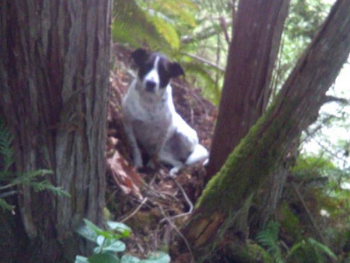 Dog stayed with his owner dead body in forest and barked till the police found them | मालकाच्या मृतदेहाजवळ जंगलात तासंतास बसून राहिला 'हा' कुत्रा, कारण वाचून व्हाल थक्क! Dog stayed with his owner dead body in forest and barked till the police found them | मालकाच्या मृतदेहाजवळ जंगलात तासंतास बसून राहिला 'हा' कुत्रा, कारण वाचून व्हाल थक्क!