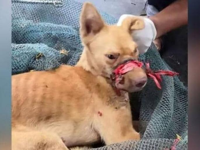 dog tape tight mouth rescue kerala | केरळमध्ये हत्तिणीपाठोपाठ कुत्र्याचा अमानुष छळ, टेपनं तोंड करकचून बांधलं dog tape tight mouth rescue kerala | केरळमध्ये हत्तिणीपाठोपाठ कुत्र्याचा अमानुष छळ, टेपनं तोंड करकचून बांधलं