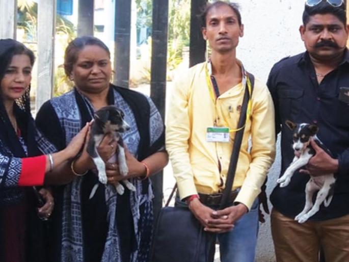 Due to poisoning, 3 newborns die with dogs | विषबाधेमुळे श्वानासह ३ नवजात पिल्लांचा मृत्यू Due to poisoning, 3 newborns die with dogs | विषबाधेमुळे श्वानासह ३ नवजात पिल्लांचा मृत्यू