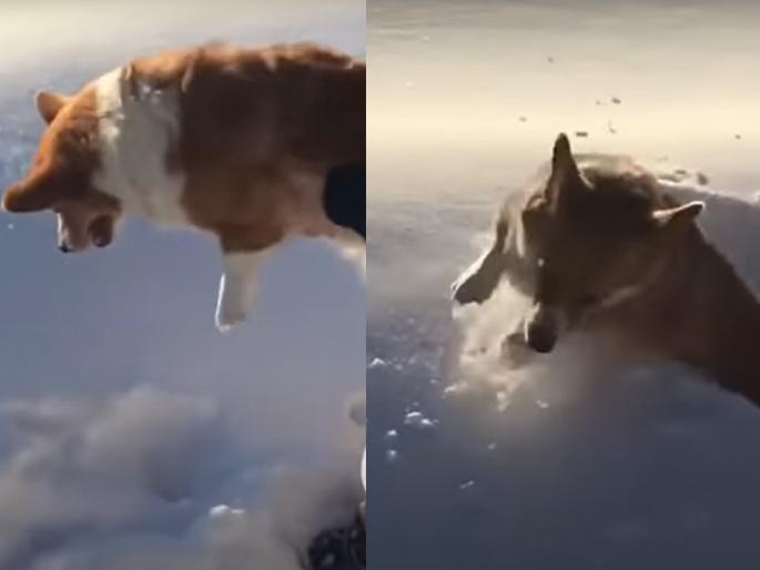 optical illusion of dog falling from airplane goes viral on social media | Viral Video: कुत्र्याला विमानातून जमिनीवर फेकले, पण व्हिडिओ पुर्ण पाहताच उडेल डोळ्यावरचा विश्वास optical illusion of dog falling from airplane goes viral on social media | Viral Video: कुत्र्याला विमानातून जमिनीवर फेकले, पण व्हिडिओ पुर्ण पाहताच उडेल डोळ्यावरचा विश्वास