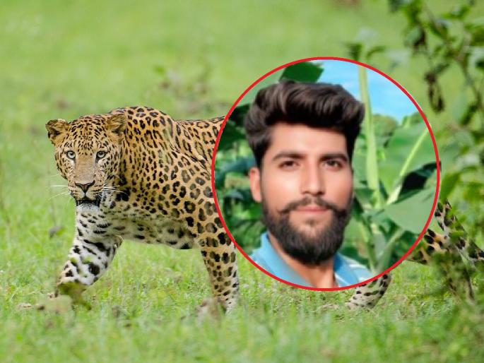 As soon as the leopard attacked the farmer, the dogs jumped; sacrificed life but saved the owner! | बिबट्याने शेतकऱ्यावर हल्ला करताच कुत्र्यांनी घेतली झेप; बलिदान दिलं पण मालकाला वाचवललं! As soon as the leopard attacked the farmer, the dogs jumped; sacrificed life but saved the owner! | बिबट्याने शेतकऱ्यावर हल्ला करताच कुत्र्यांनी घेतली झेप; बलिदान दिलं पण मालकाला वाचवललं!