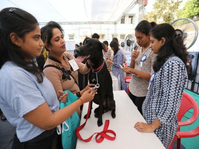 dog fashion show in dombivali | डोंबिवलीत भरला श्वानांचा रॅम्पवॉक, डोंबिवलीकरांचा भरभरून प्रतिसाद dog fashion show in dombivali | डोंबिवलीत भरला श्वानांचा रॅम्पवॉक, डोंबिवलीकरांचा भरभरून प्रतिसाद