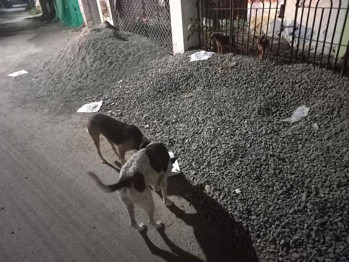 Why don't you feed the dogs at your house? Supreme Court asks petitioner | कुत्र्यांना तुमच्या घरी का खाऊ घालत नाही? याचिकाकर्त्याला सर्वोच्च न्यायालयाने सुनावले