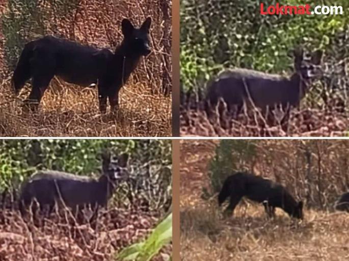 Rare black wild dog recorded in Sahyadri Tiger Reserve | सह्याद्री व्याघ्र प्रकल्पात दुर्मीळ काळ्या रानकुत्र्याची नोंद, जवळपास ८८ वर्षांनी अशा प्राण्याचे दर्शन