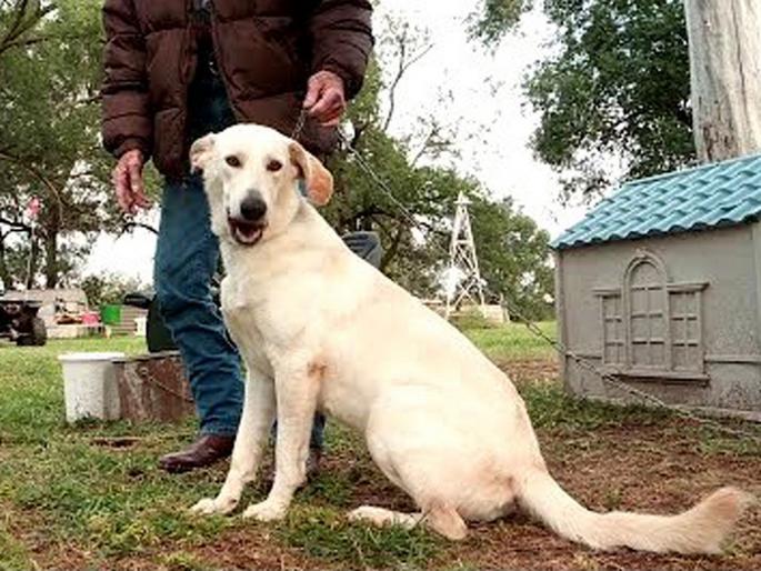 Dog accidentally shoots a women after sits on the trigger of a loaded gun | कुत्र्याने बंदुकीवर मारल्या दणादणा उड्या, गोळी लागून ४४ वर्षांची मालकीन जखमी!