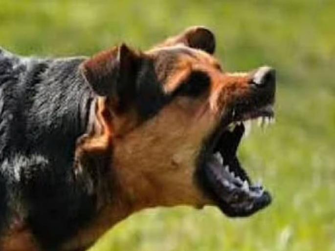 Stray dogs attack toddler in ITpark; Rescued in time saved lives | आयटीपार्क मध्ये भटक्या कुत्र्यांचा चिमुकीलवर हल्ला; वेळीच सुटका झाल्याने प्राण वाचले Stray dogs attack toddler in ITpark; Rescued in time saved lives | आयटीपार्क मध्ये भटक्या कुत्र्यांचा चिमुकीलवर हल्ला; वेळीच सुटका झाल्याने प्राण वाचले