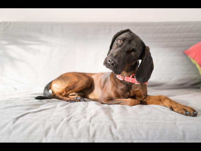 Why do dogs tilt their head to the side know the reason | श्वान आपलं डोकं एका बाजूला का झुकवतात? वैज्ञानिकांनी केला याचा खुलासा, जाणून घ्या कारण... Why do dogs tilt their head to the side know the reason | श्वान आपलं डोकं एका बाजूला का झुकवतात? वैज्ञानिकांनी केला याचा खुलासा, जाणून घ्या कारण...