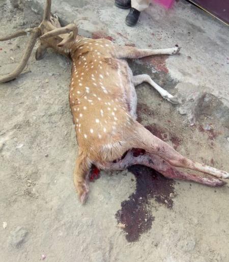 Dogs hunted fallow deer | कुत्र्यांनी केली चितळाची शिकार Dogs hunted fallow deer | कुत्र्यांनी केली चितळाची शिकार