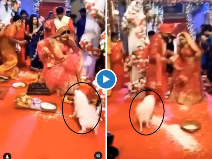 Dog chasing bride disturbs marriage rituals funny video viral on social media trending groom shocked watch | बापरे! लग्नमंडपात शिरला कुत्रा, घातला धुमाकूळ, नवरा-नवरीची पळापळ, अन् मग... (Video) Dog chasing bride disturbs marriage rituals funny video viral on social media trending groom shocked watch | बापरे! लग्नमंडपात शिरला कुत्रा, घातला धुमाकूळ, नवरा-नवरीची पळापळ, अन् मग... (Video)