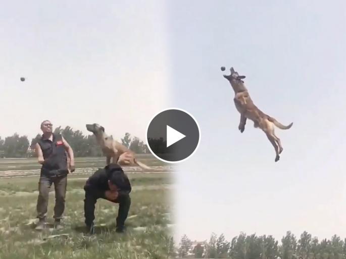 dog jumps high into air to catch the ball video goes viral on social media | बॉल पकडण्यासाठी कुत्र्याने हवेत उंचावर घेतली उडी, व्हिडिओ पाहुन नेटिझन्स झाले चकित