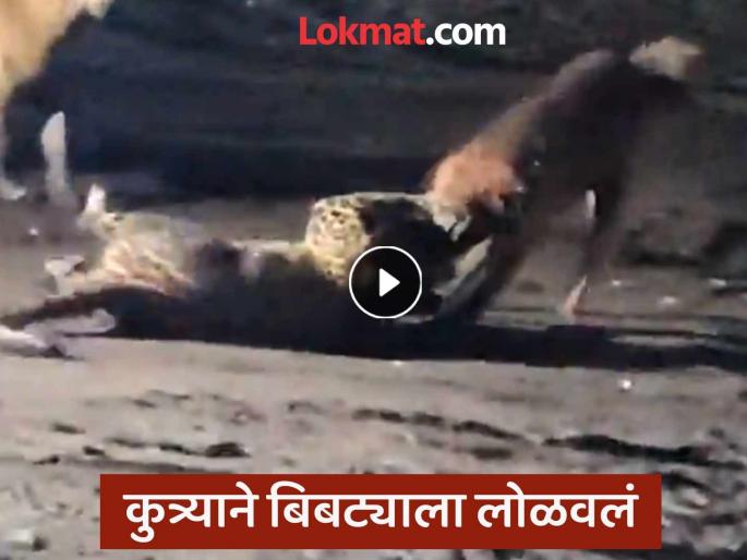 Video: Supreme Court verdict comes out and a ruckus breaks out in Nashik; Dog attacks leopard | Video: सुप्रीम कोर्टाचा निकाल लागला अन् नाशिकमधला राडा समोर आला; कुत्र्याने बिबट्यावरच केला हल्ला Video: Supreme Court verdict comes out and a ruckus breaks out in Nashik; Dog attacks leopard | Video: सुप्रीम कोर्टाचा निकाल लागला अन् नाशिकमधला राडा समोर आला; कुत्र्याने बिबट्यावरच केला हल्ला